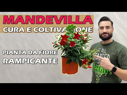 MANDEVILLA pianta RAMPICANTE e da FIORE |cura e coltivazione|