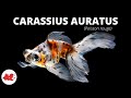 Poisson rouge  carassius auratus 