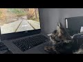 Bird tv for kitten  maine coon kitten 4k  black tabby