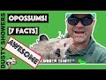 Are Opossums Aggressive?  [7 Weird Possum Facts from Dusty Showers]