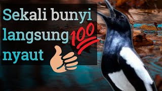 Suara Burung Kacer Untuk Pancingan Lawan Langsung Nyaut//Kacer's Voice is Suitable For Provoking screenshot 5