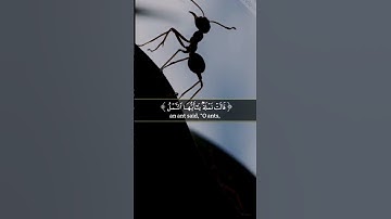 #عبدالباسط_عبدالصمد #القرآن_الكريم #quran #آيات #تلاوات #قرآن #قران_كريم #القرآن #تلاوة #قرآن_كريم