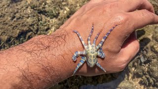 The Venomous Blue ringed octopus | Secret of the octopus