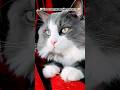 Подпишись Цуми и Сильвер позитив смешно юмор цитаты стэтхэм приколы Cat шутки рек Подпишись Цуми и Сильвер позитив смешно юмор цитаты стэтхэм приколы Cat шутки рек