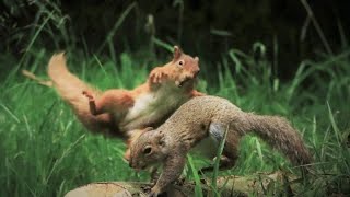 Squirrels Fight | Two Red Squirrels furiously
