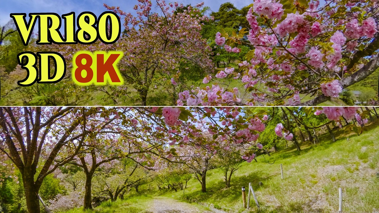 8K 3D VR180] 