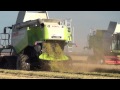 Mietitura Riso 2013. Claas Lexion: 760 e 580 x 2 -  Big Rice Harvest