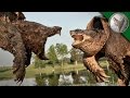 Alligator snapping turtle vs common snapping turtle