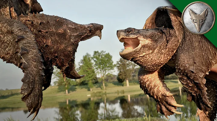 Alligator Snapping Turtle vs Common Snapping Turtle - DayDayNews
