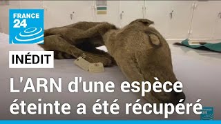 Pour la première fois, l'ARN d'une espèce éteinte a été récupéré • FRANCE 24