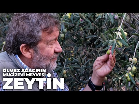 Video: Rus zeytininin meyvesi yenilebilir mi?