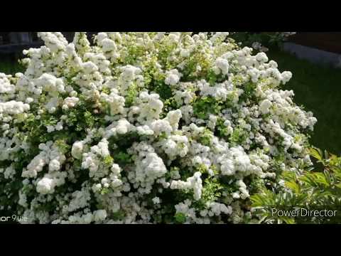 СПИРЕЯ SNOWMOUND. Спирея - невеста в белом кружеве цветов у меня на даче). Какая разная красота!!!