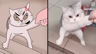 🤣 Never make cat angry | new cat memes viral video 😹 😆