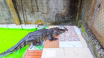 Sửa lại chuồng cho cá sấu, thay nước và cho cá sấu ăn - 2025