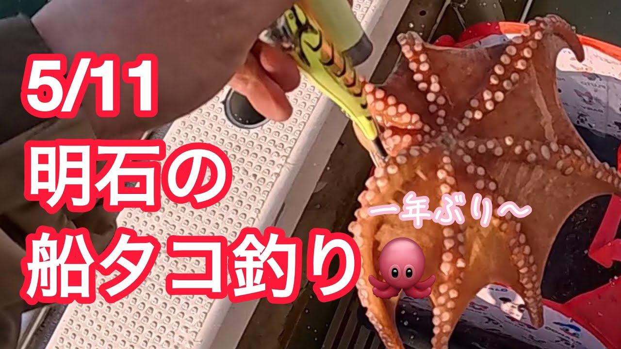 5/11明石 船タコ釣り - YouTube