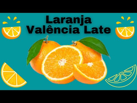 Vídeo: As laranjas valencia têm sementes?