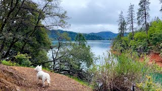 INTO THE MIST: A Canine Companion's Journey at the Mountain LAKE