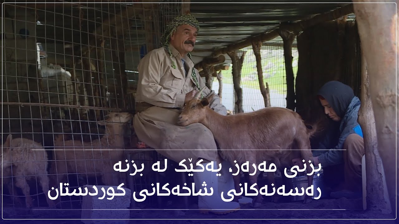بزنی مەرەز، یەکێک لە بزنە رەسەنەکانی شاخەکانی کوردستان