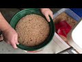 Separating Mealworm Beetles from Eggs