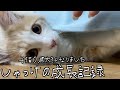 子猫0歳大きくなりました、しゃっけの成長記録