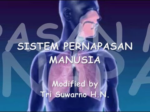 Video Animasi Sistem Pernapasan Manusia Bagian 2 YouTube