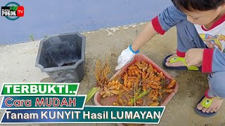 [ Sayur / Herba ] Cara Tanam KUNYIT I Mudah | Hasil Lumayan Walaupun Tanam Tinggal Tuai