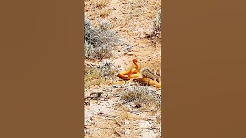 Golden Snake and Squirrel fight##shorts #worldwide