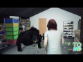Une femme se fait attaquer par 5 ours et s'en sort! ... mais bien enmochée