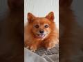 #dog #pomeranian #wakeup #goodmorning #morning #bedtimestories #bedwars #bestfriend #happy #sun