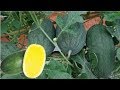 Tips Seleksi  Buah Semangka kuning agar buah menjadi Lebih Besar dan Banyak