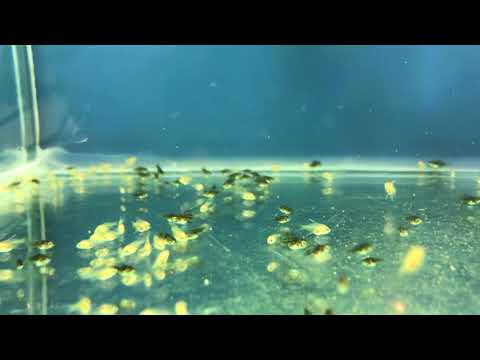 Video: Malek balığı: gelişim aşamaları