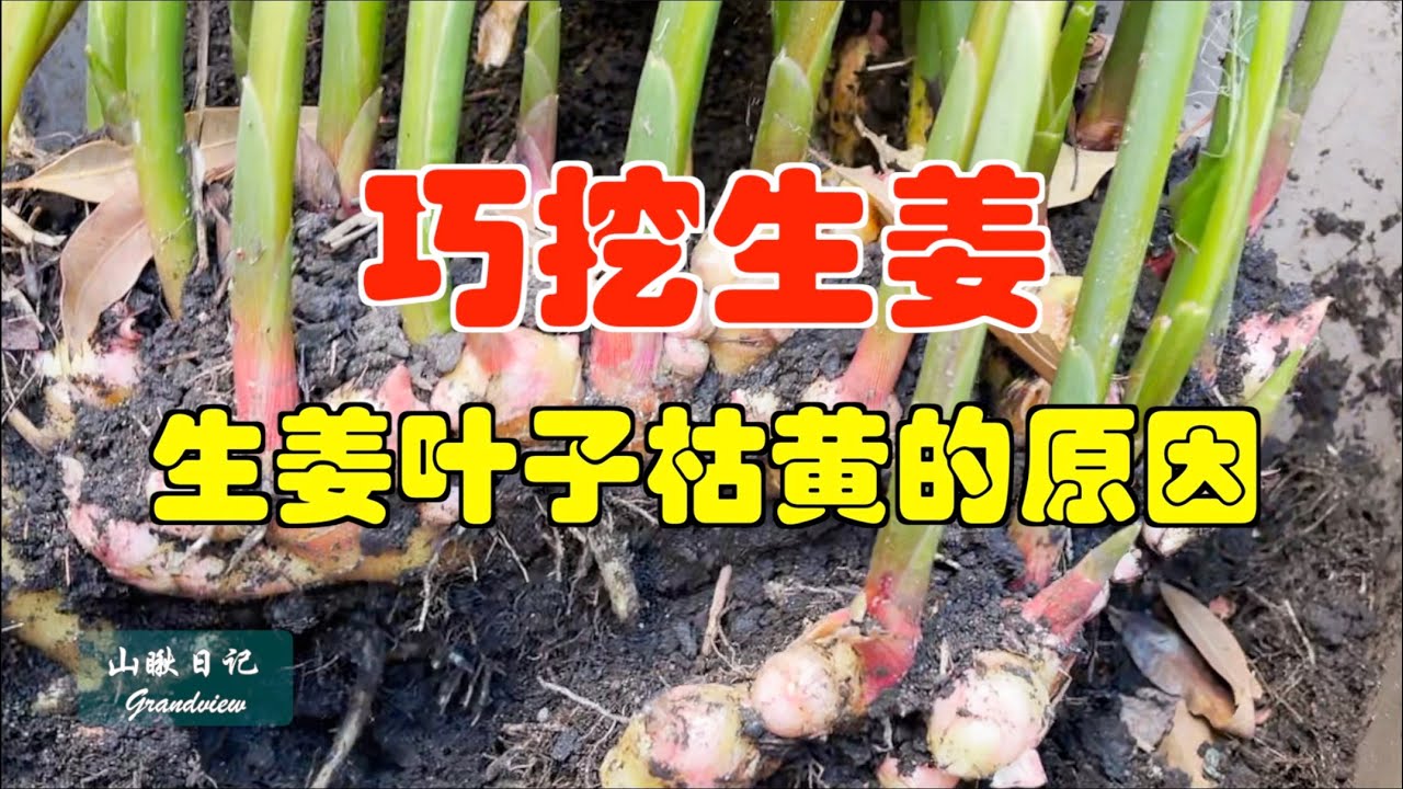 山瞅日记 34  巧挖生姜(生姜叶子枯黄的原因)