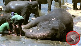 A Piece Of Glass Was Stuck On The Bottom Of This Elephant's Foot | Elephants | Elephant Orphanage.