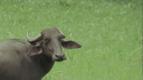 Tus neeg yug NYUJ XYOO, kev noj qab nyob zoo