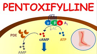 Pentoxifylline  - Mechanism, precautions, side effects & uses by egpat 2,486 views 4 months ago 10 minutes, 47 seconds