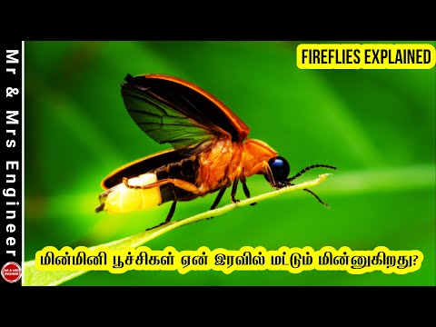 மின்மினி பூச்சிகள் ஏன் இரவில் மட்டும் மின்னுகிறது? Fireflies Explained | Minmini Poochigal