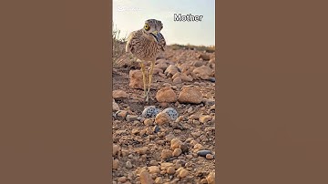 Amazing Stone-Curlew Bird Protecting Its Eggs in the Wild 🐦🥚 | Nature Documentary🤗💕😘$