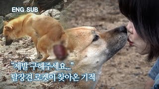 [ENG SUB] A abandoned dog dragging its intestines...a miracle came to her | Rocket EP.7 by 개st하우스 - 사연 있는 유기동물 채널 103,177 views 4 months ago 6 minutes, 40 seconds