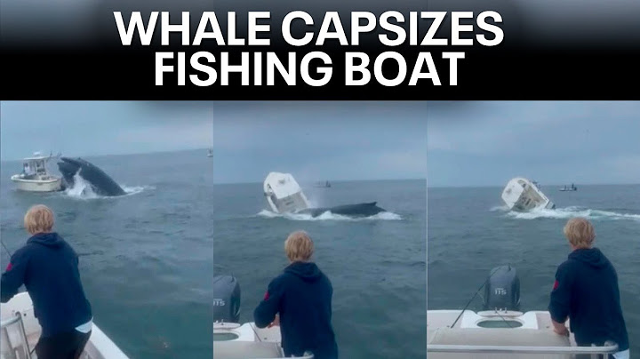 Whale capsizes boat off coast of New Hampshire
