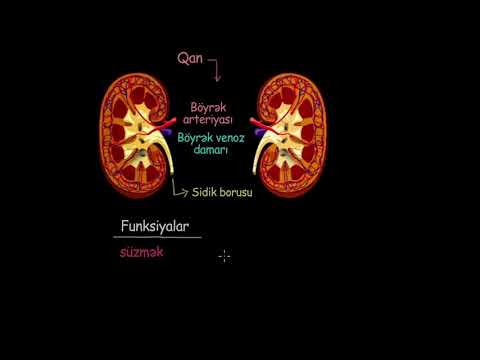 Böyrəklərin funksiyası və anatomiyası