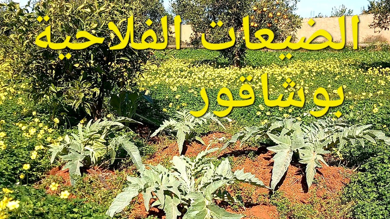 الضيعات الفلاحية بوشاقور نواحي بركان الجولة كانت بجنانات النافيل