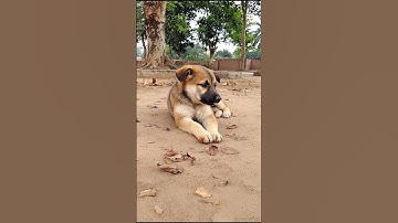 Cute Little Puppy Adorable Video #puppy #dog #viral #shorts