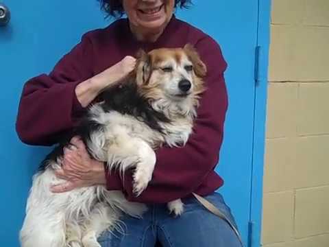 dog adoption mauritius A4415810 Blacky | Pomeranian