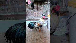 Gà Tre Tân Châu Được Săn Đón Nhiều Nhất Mấy Năm Gần Đây