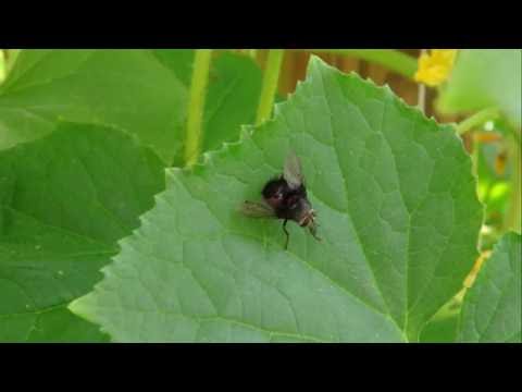 ⟹ SCHAUEN SIE DIESE FAT KLEINE FLIEGE !! Kann jemand sagen, was das ist ???? HD1080P 🐝