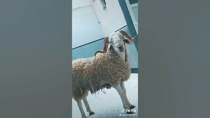 أغنية كبش العيد 2022