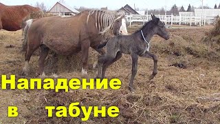 Возвращение лошади с жеребенком в табун. Троя.