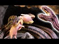 2つの頭を持つヘビがネズミ2匹を同時食い! twin head snake eat two mouse
