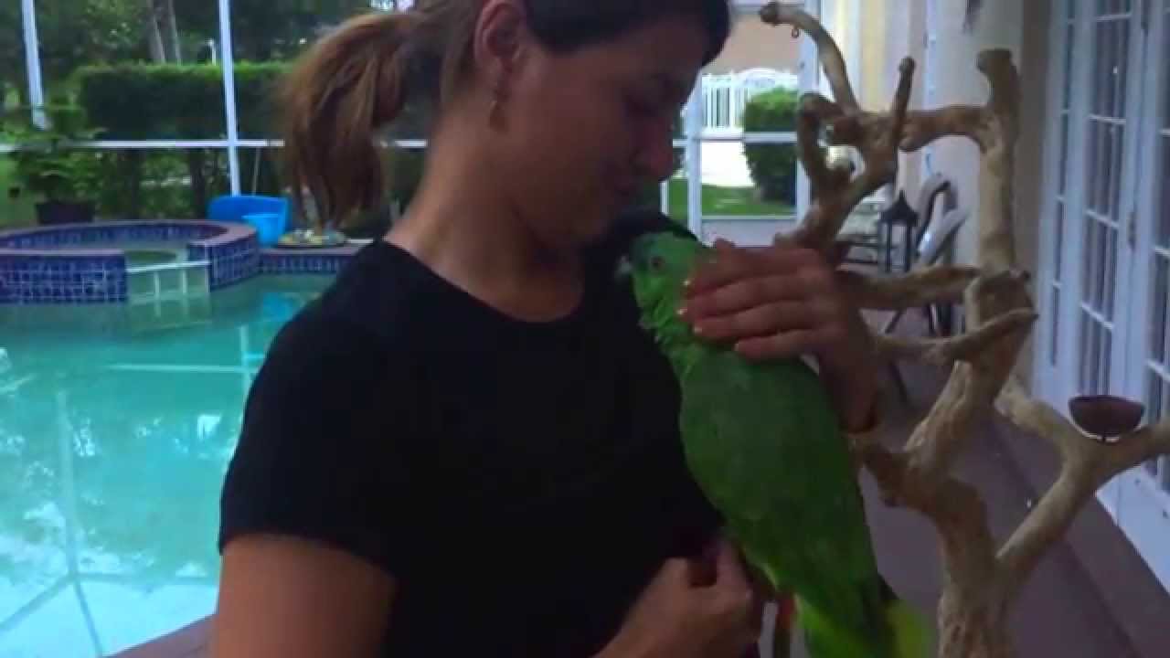 Amazon Parrot Missed Mom And Cries Like A Baby Bird Gardens Of