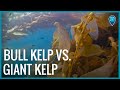 Bull kelp vs giant kelp